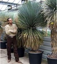 Yucca rostrata